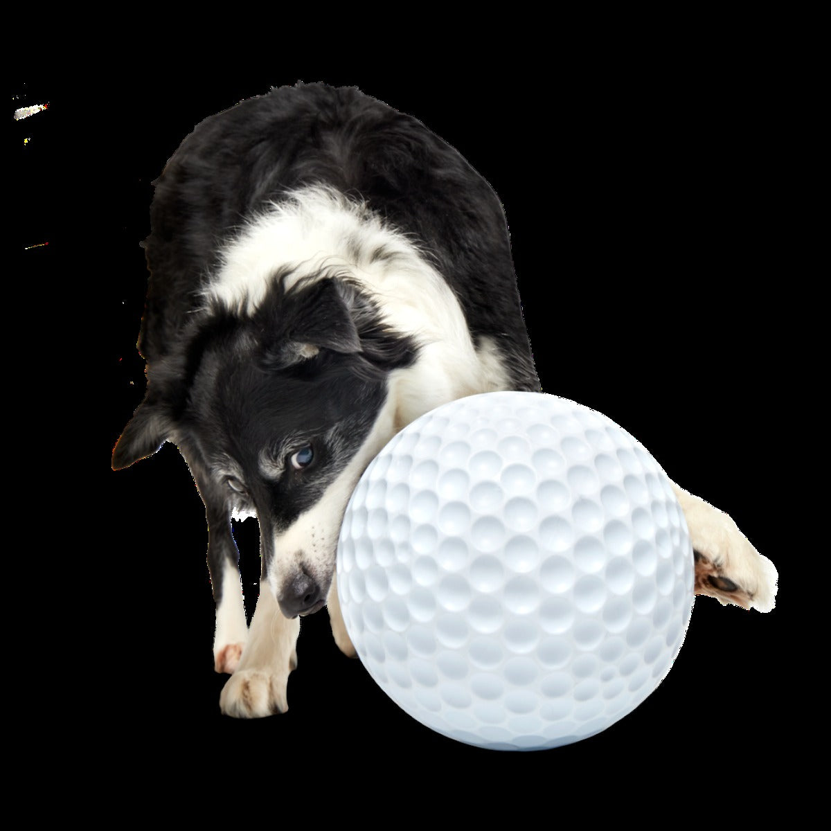 Big Swing Golf Ball Super Chewer Durable Extra-Large + Fetch Dog Toy