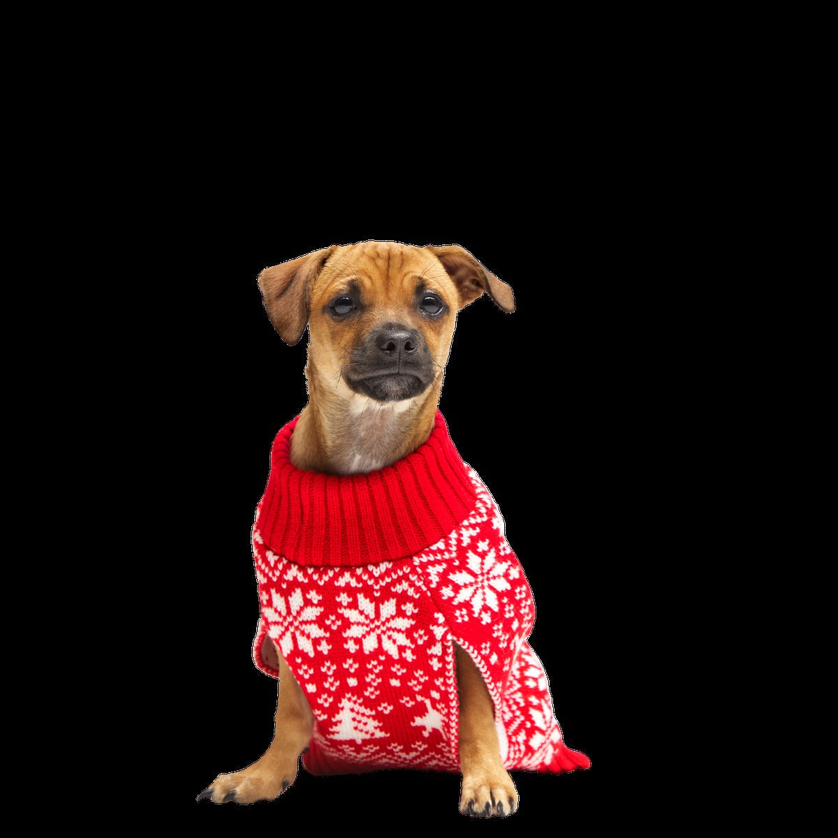 Holiday Sweater Wearable For Dogs