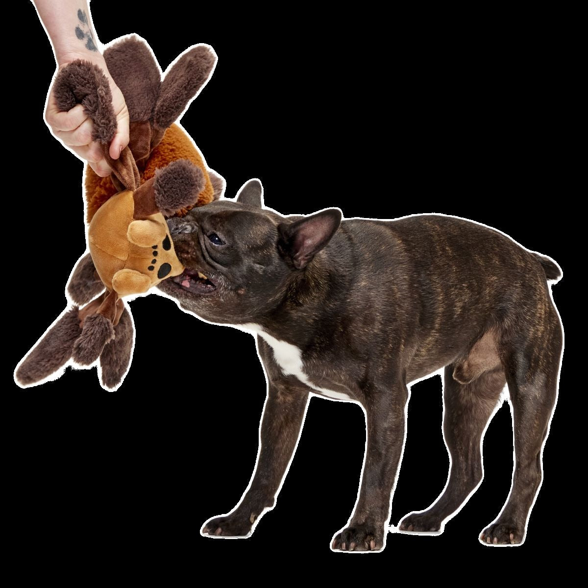 AragogTM Plush Extra-Large + Tug Dog Toy