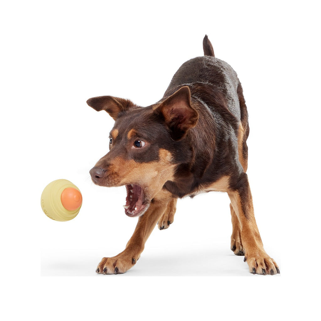Weenie Dawg Super Chewer Durable Gnaw Dog Toy