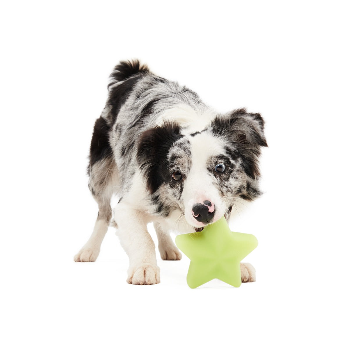 Shooting Starf Super Chewer Durable Gnaw Dog Toy