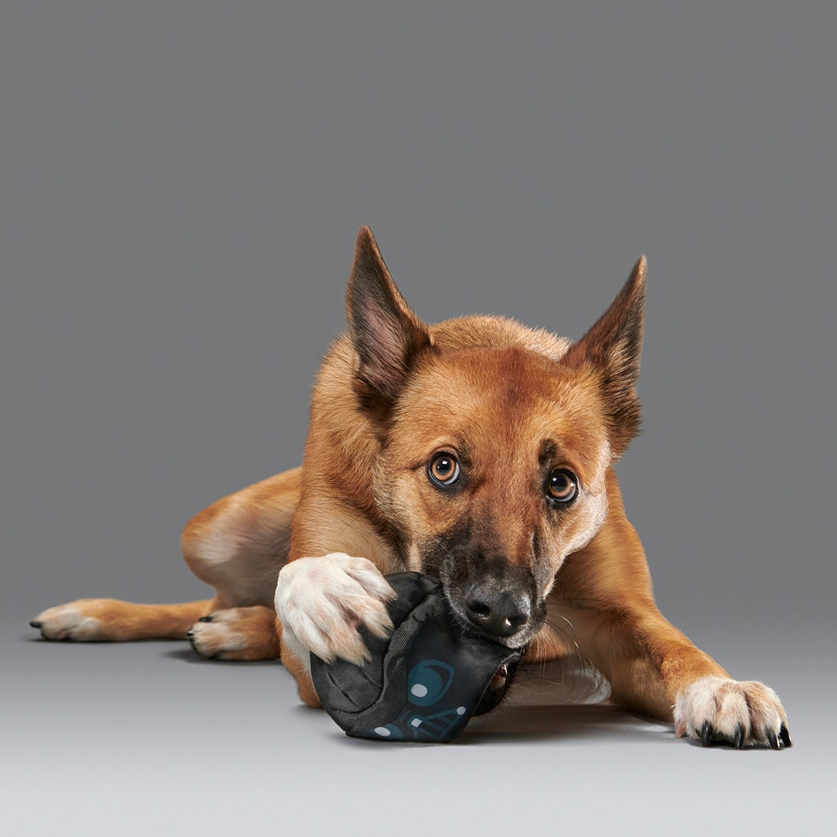 Power of the Bark Side Super Chewer Durable 2-in-1 + Fetch Dog Toy