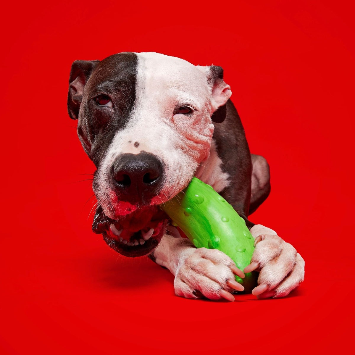 Pickle Stickle Super Chewer Durable Gnaw Dog Toy