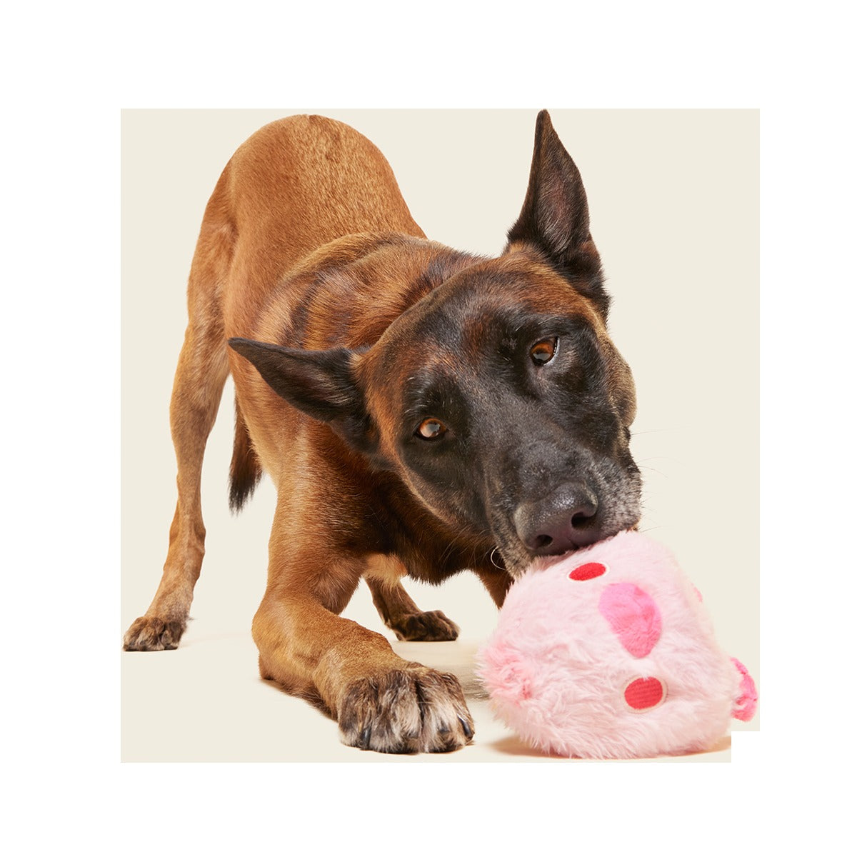 Rosy Tough Chick Super Chewer Durable 2-in-1 Dog Toy