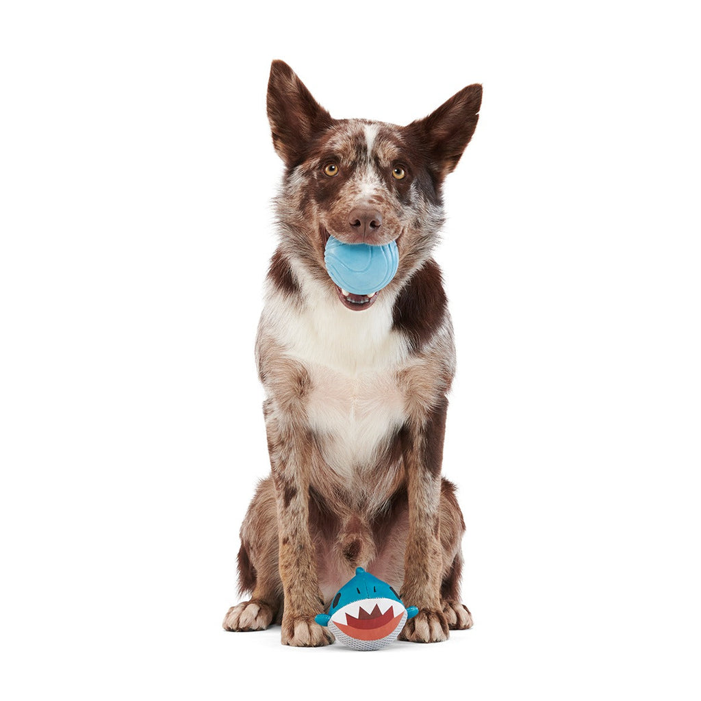 Great White Dwight Super Chewer Durable 2-in-1 + Fetch Dog Toy