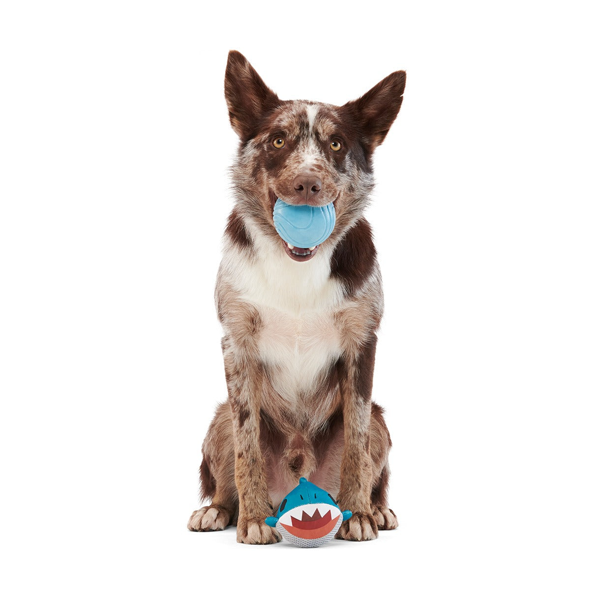Great White Dwight Super Chewer Durable 2-in-1 + Fetch Dog Toy