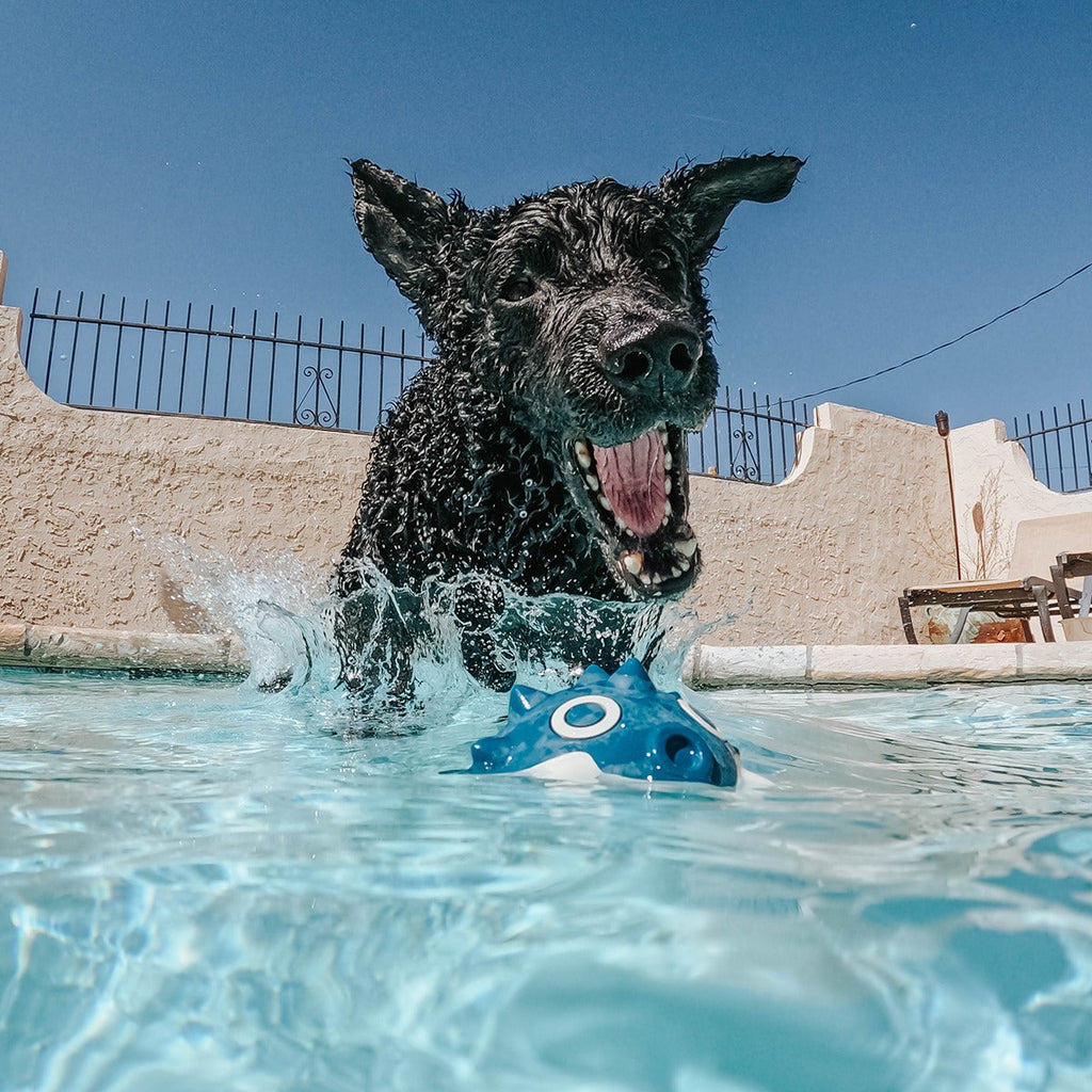 Throwfish Super Chewer Durable Fetch Dog Toy
