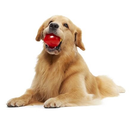 Squeak Every Bulb Durable Super Chewer Gnaw Dog Toy
