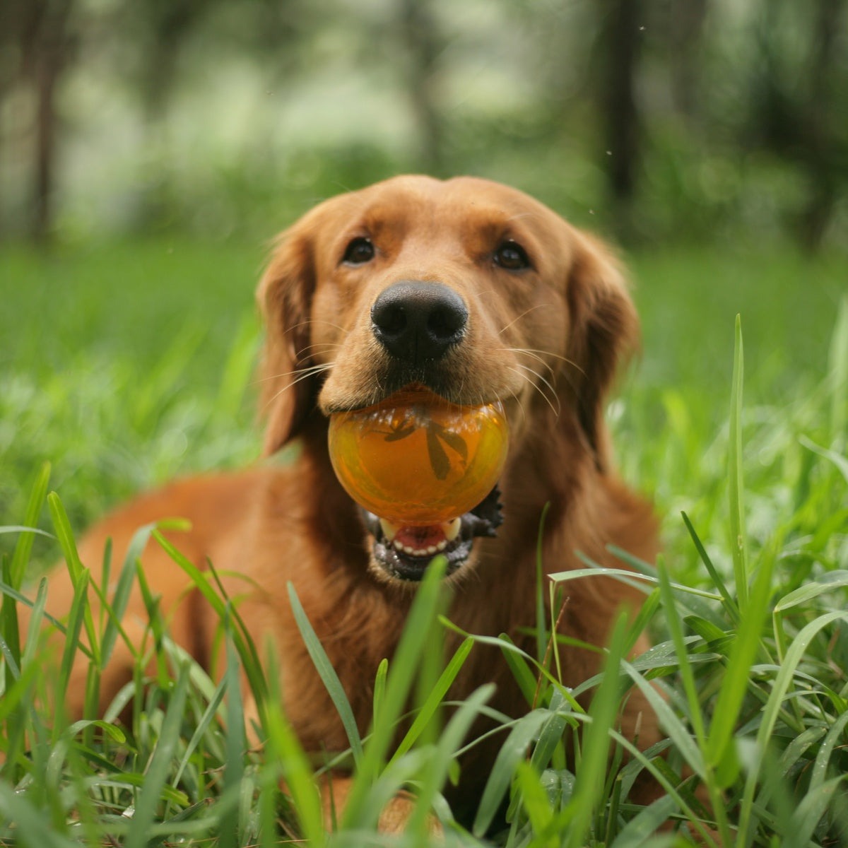 It's In My DNA Durable Super Chewer Fetch Dog Toy