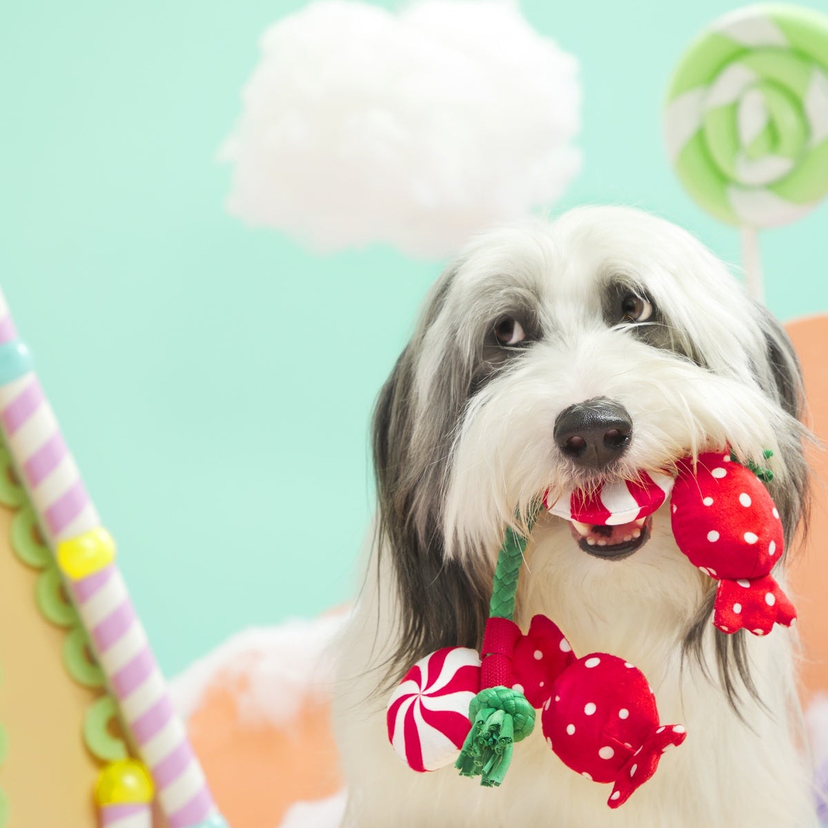 Puppermint Sweeties Plush Tug Dog Toy
