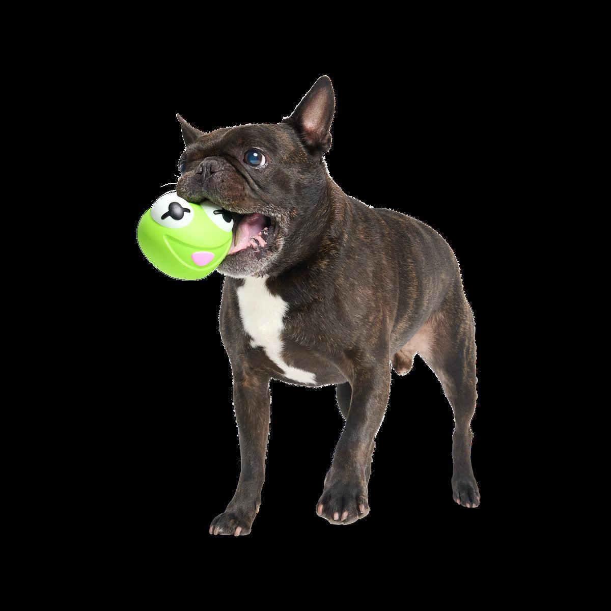 Kermit the Frog as “Bouncing Bob Catch-It" Durable Super Chewer Fetch Dog Toy