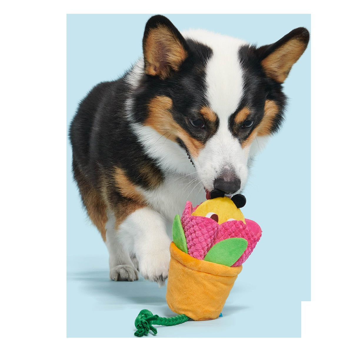 Pollen Nate Plush Tug + Fetch Dog Toy