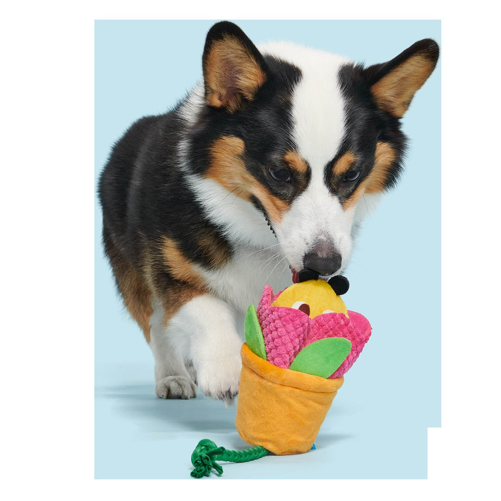 Pollen Nate Plush Tug + Fetch Dog Toy