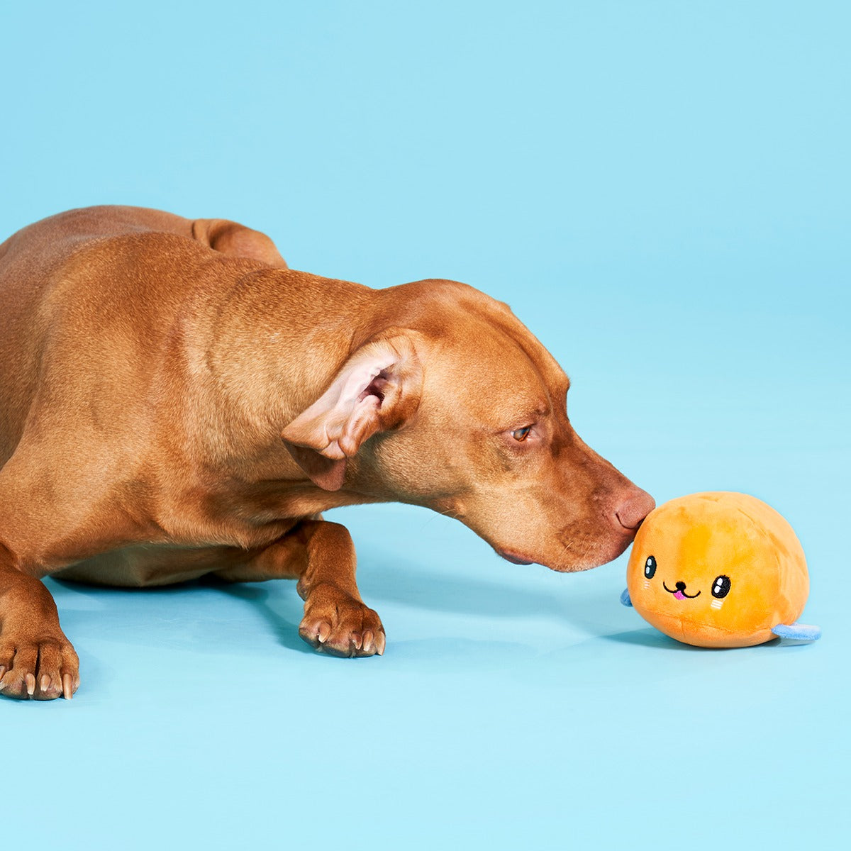 Santiago Seal Plush 2-in-1 + Tug Dog Toy