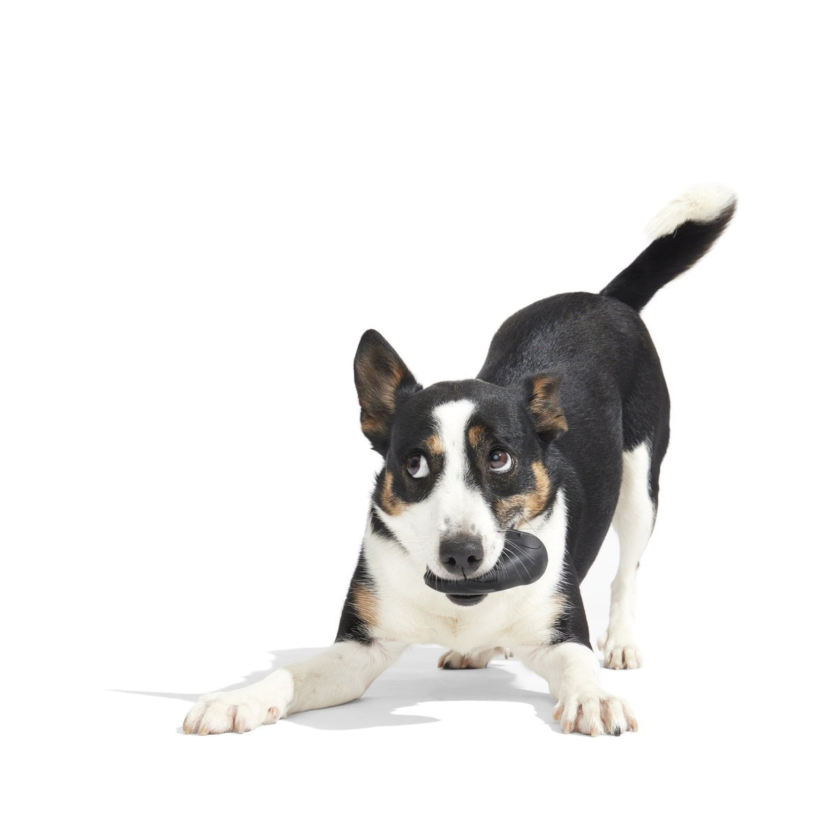 Friendguin Super Chewer Durable 2-in-1 Dog Toy