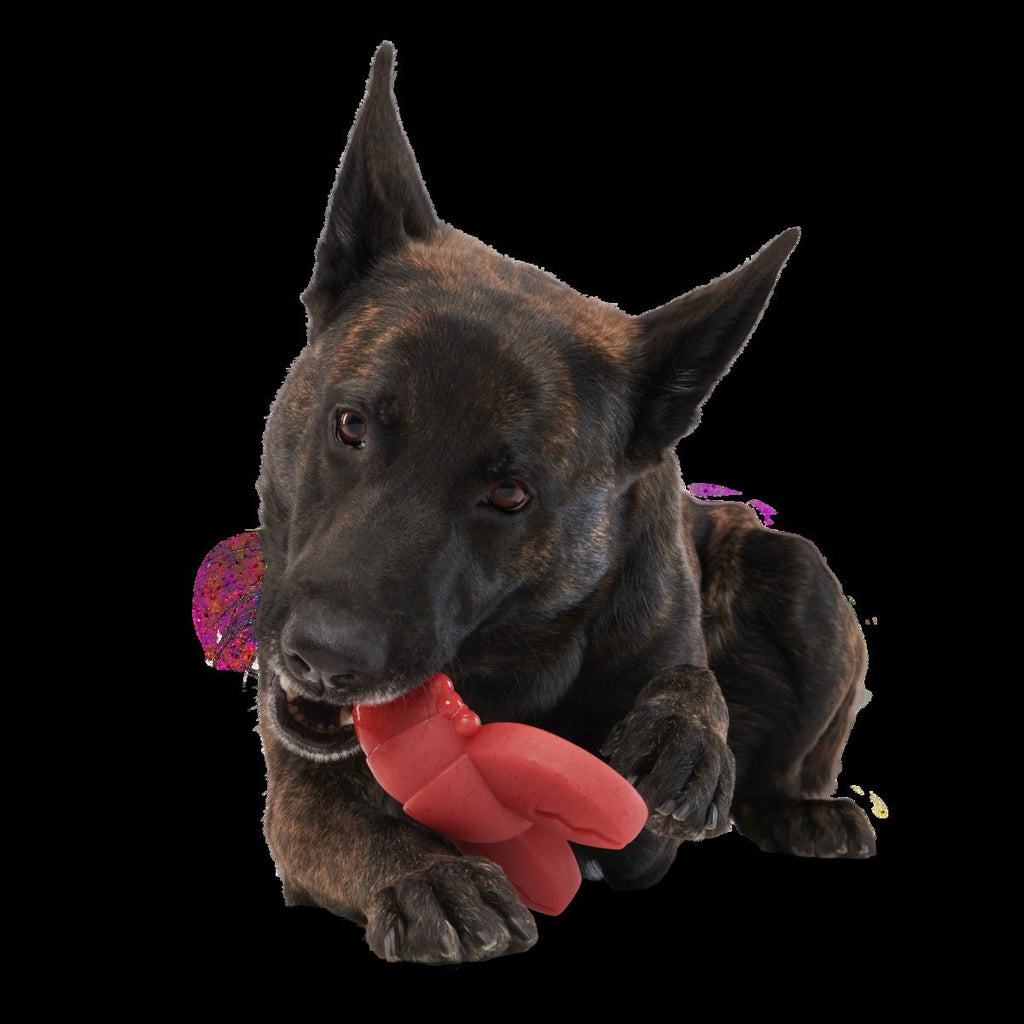 Gnawfish Super Chewer Durable Gnaw Dog Toy