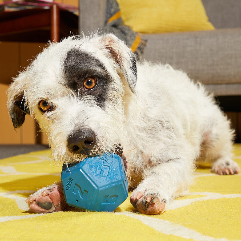 Roll + Play Dice Super Chewer Durable Fetch + Enrichment Dog Toy
