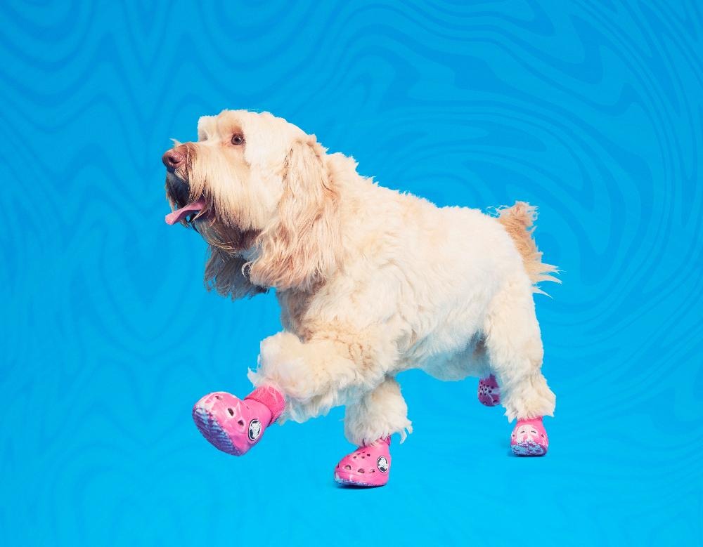 CrocsTM Shoes For Dogs