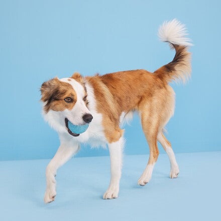 Chew Year's Ball Durable Super Chewer Fetch Dog Toy