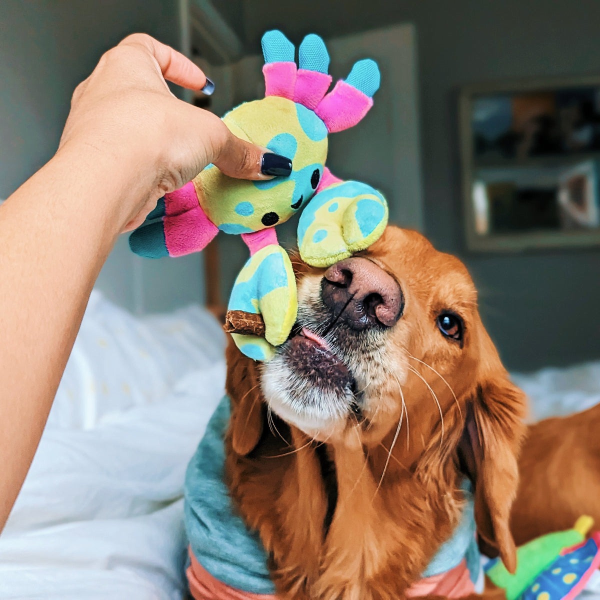 Moe The Mosaic Crab Plush Tug Dog Toy