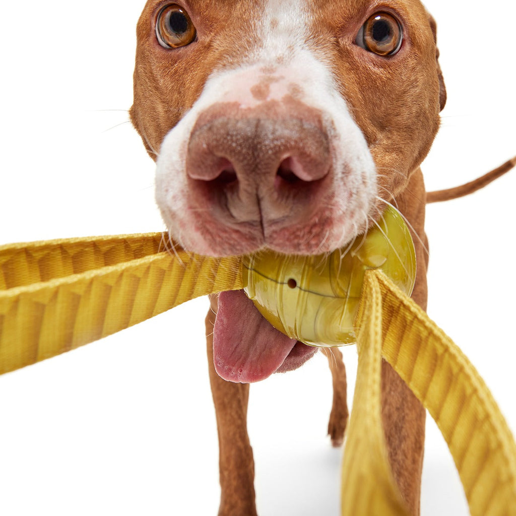The Golden SnitchTM Super Chewer Durable Tug + Fetch Dog Toy