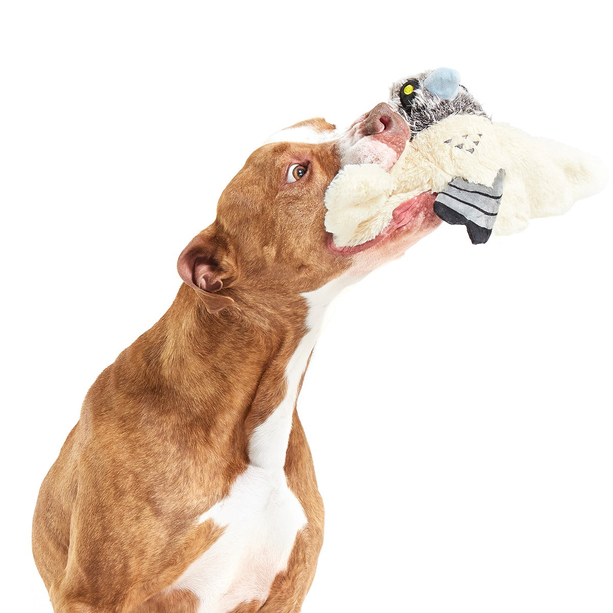 Perry the Peregrine Falcon Plush Tug Dog Toy