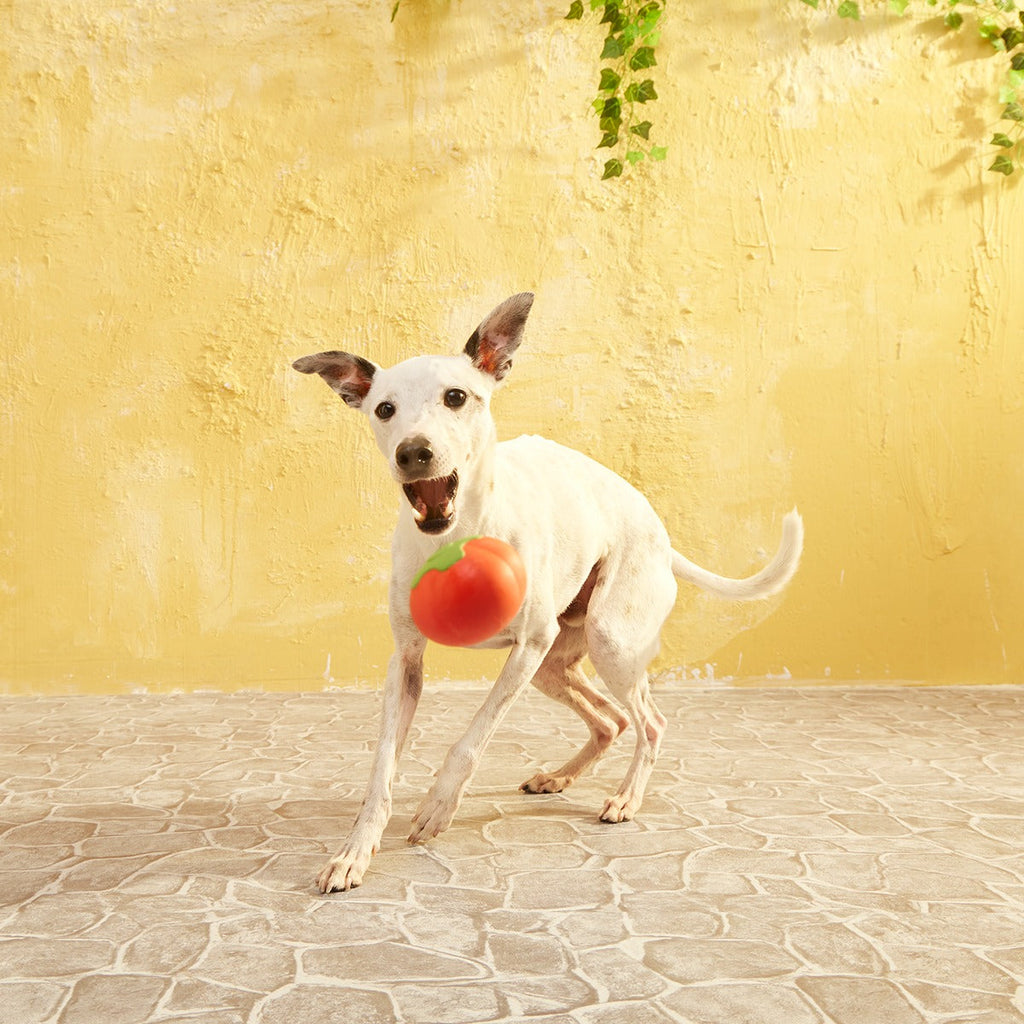 Tomato Tomutto Super Chewer Durable Fetch Dog Toy