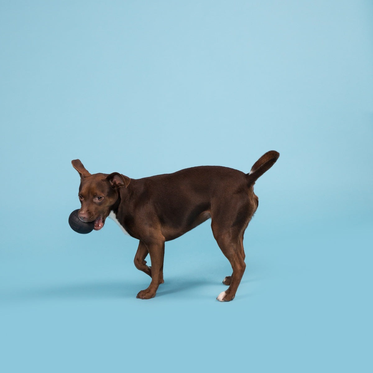 Origin Super Chewer Durable Fetch Dog Toy