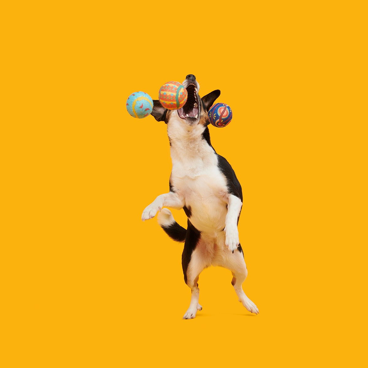Fetch Mex Plush Multi-Part Fetch Dog Toy