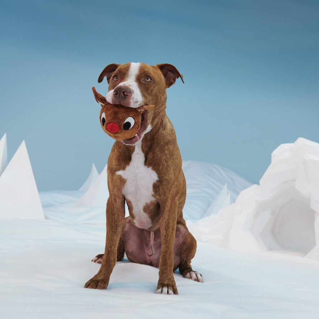 Rudolph® Holiday Super Chewer Gift Box
