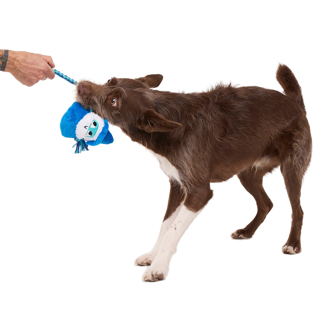 Smellcaster Merlin Plush Tug Dog Toy