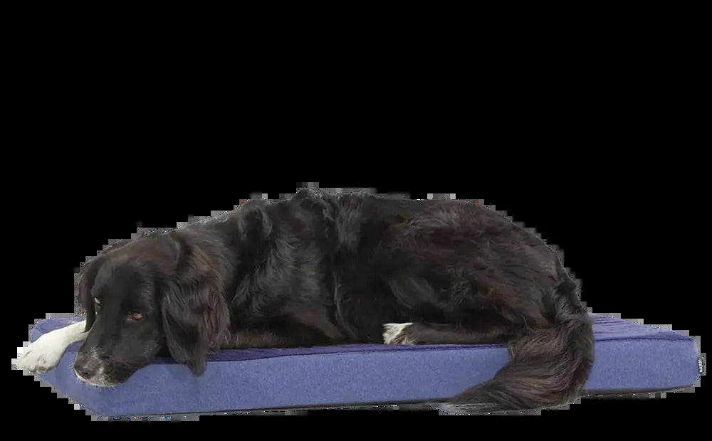Dog Bed