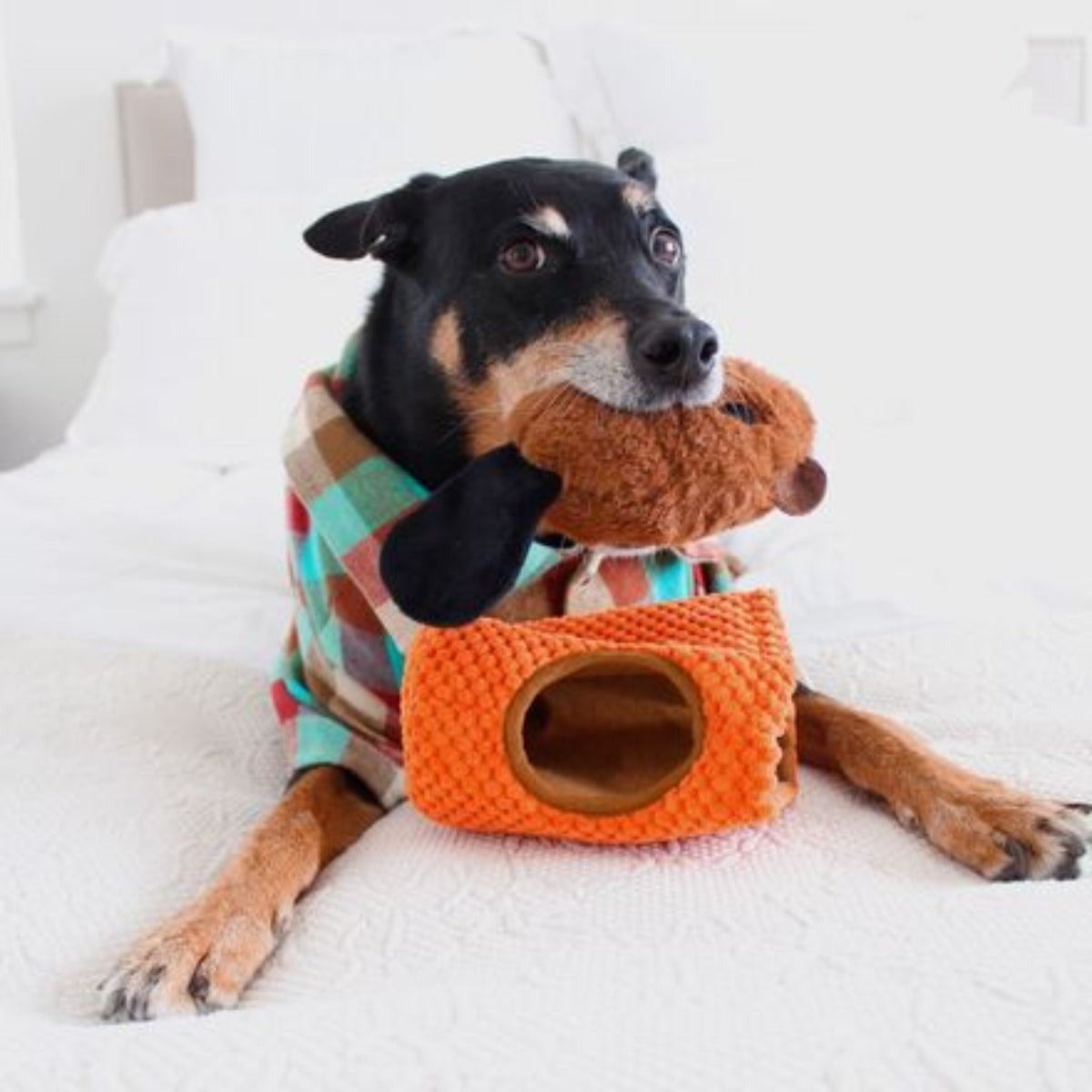 Bucktooth Chuck Plush Multi-Part + Enrichment Dog Toy