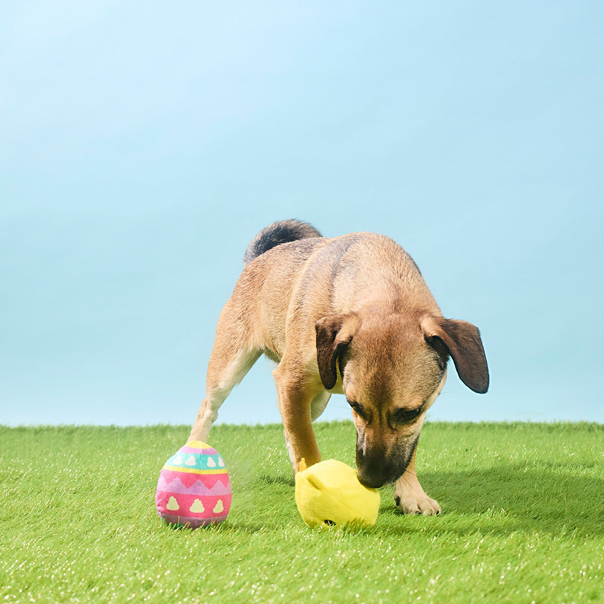 Chickie Poo Plush Multi-Part + Fetch Dog Toy