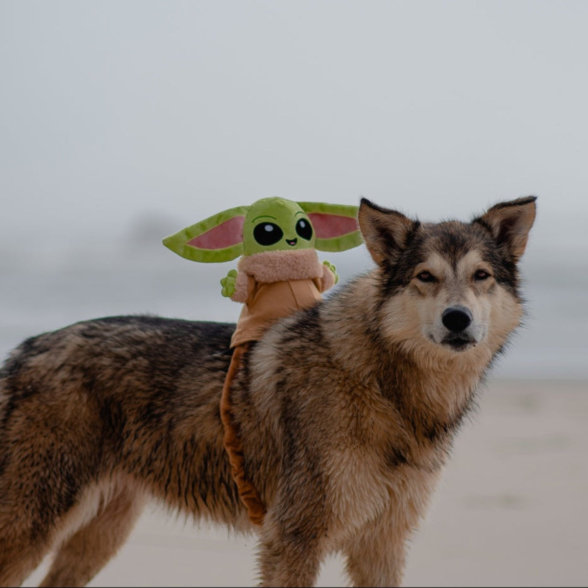 Ride along GroguTM Plush Wearable Tug Dog Toy