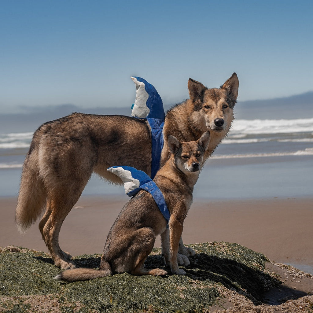 Bark Fin Plush Tug + Wearable Dog Toy