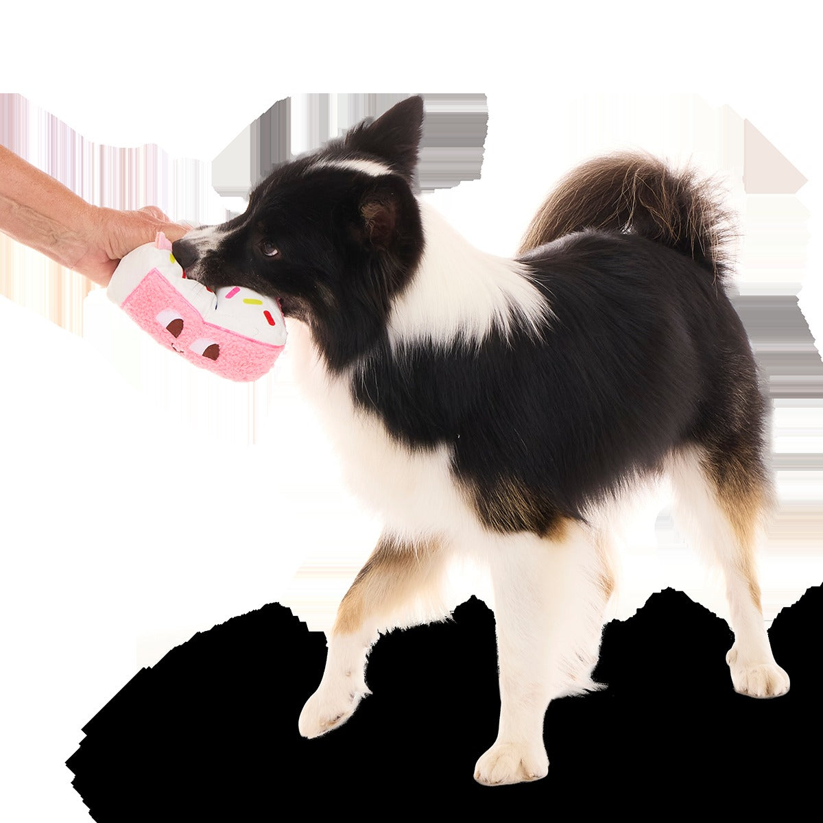 Birthday Kate Plush Tug Dog Toy