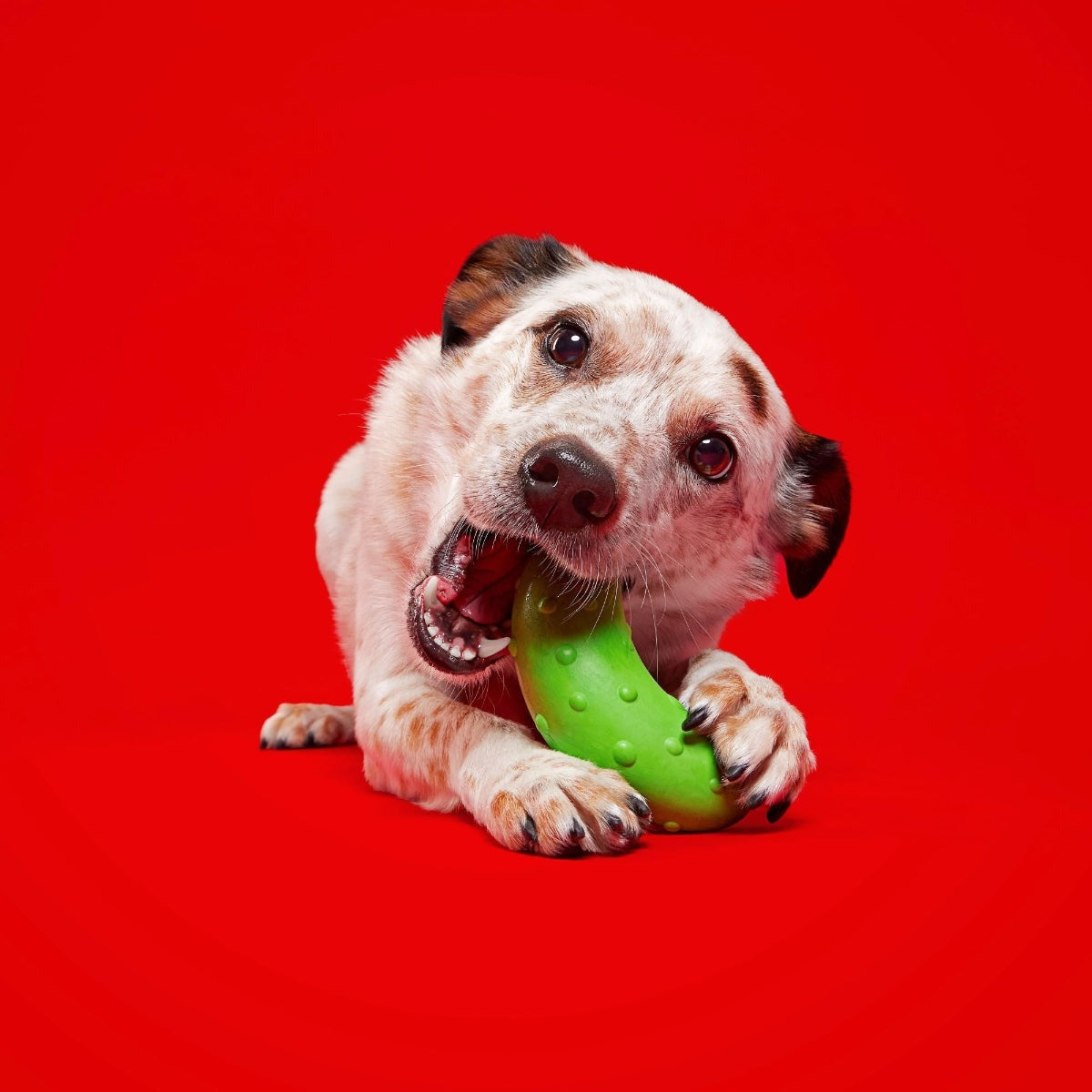 Pickle Stickle Super Chewer Durable Gnaw Dog Toy