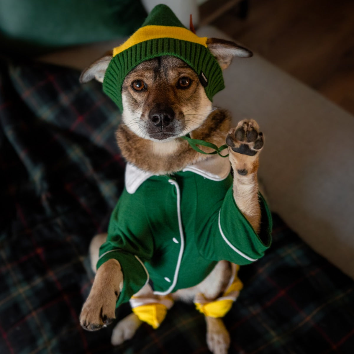 Buddy The ElfTM Dog Hat and Pajamas