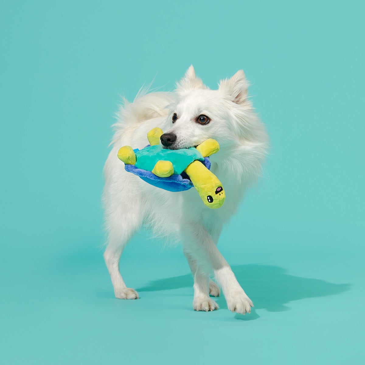 Tiago Tortuga Plush Tug Dog Toy
