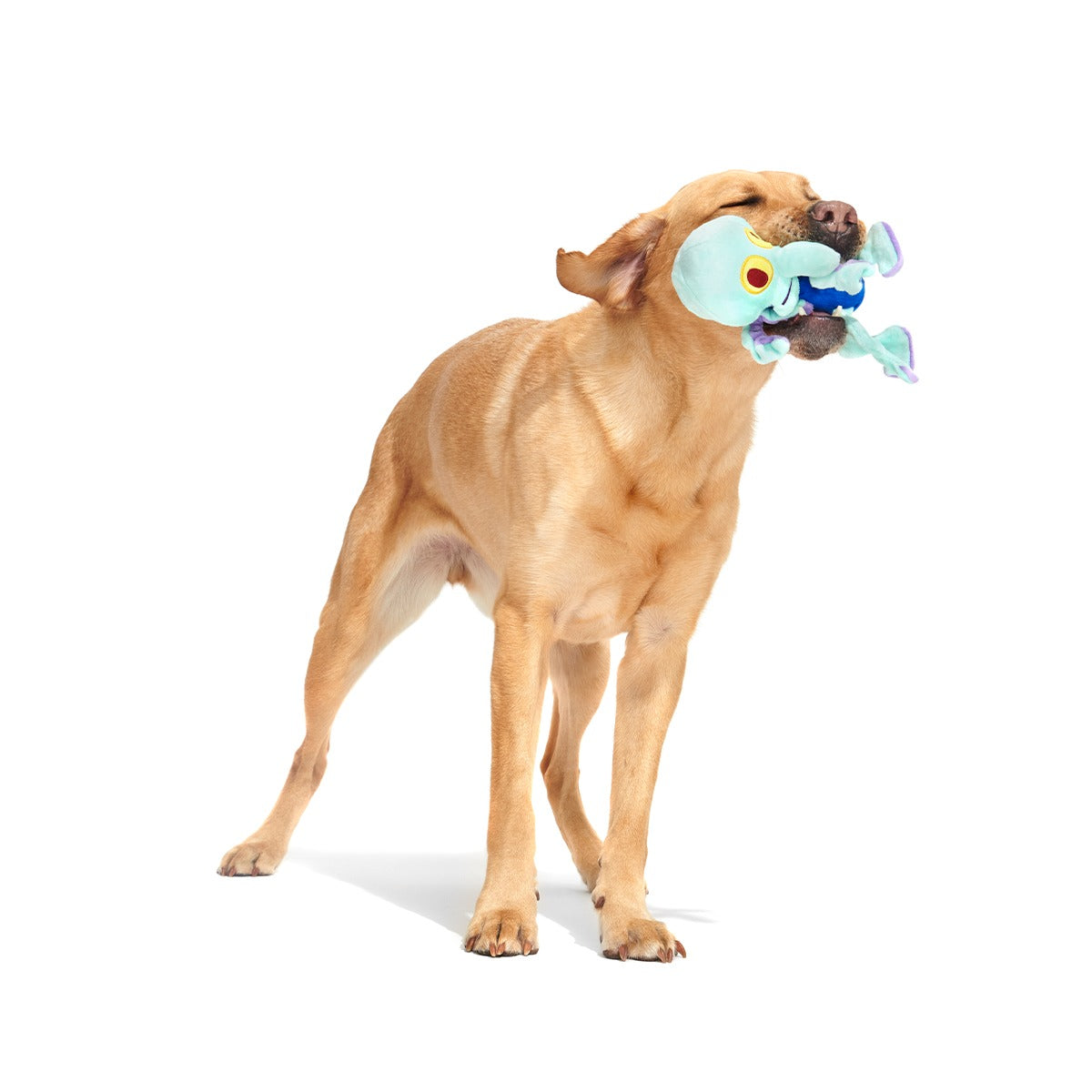 Dancing Squidward Plush Tug Dog Toy