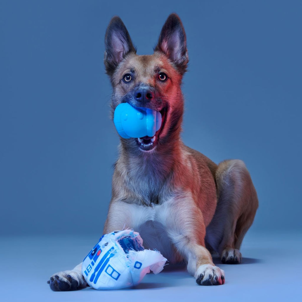 Chew Are My Only Hope Super Chewer Durable 2-in-1 + Fetch Dog Toy