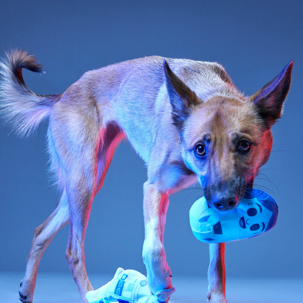 The Droid You're Looking For Plush 2-in-1 + Fetch Dog Toy