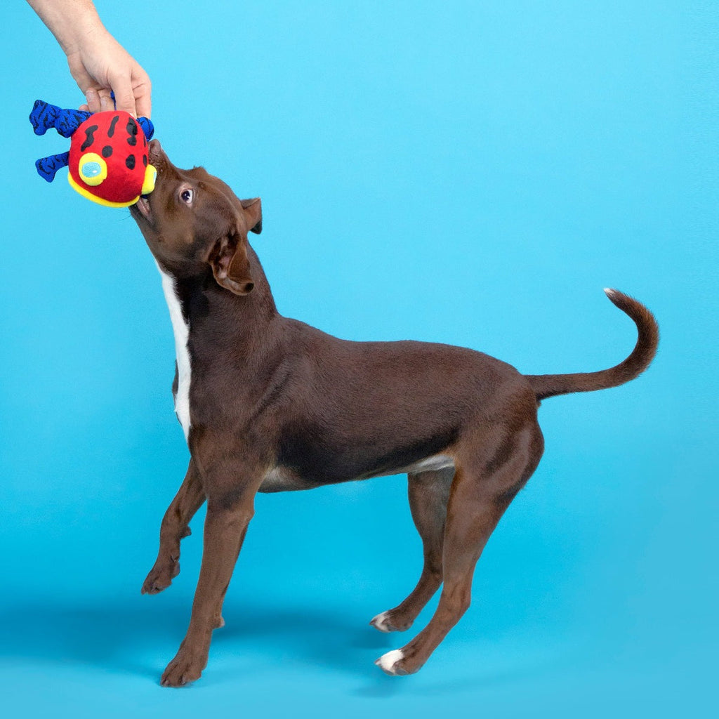 Freckles the Frog Plush 2-in-1 + Fetch Dog Toy