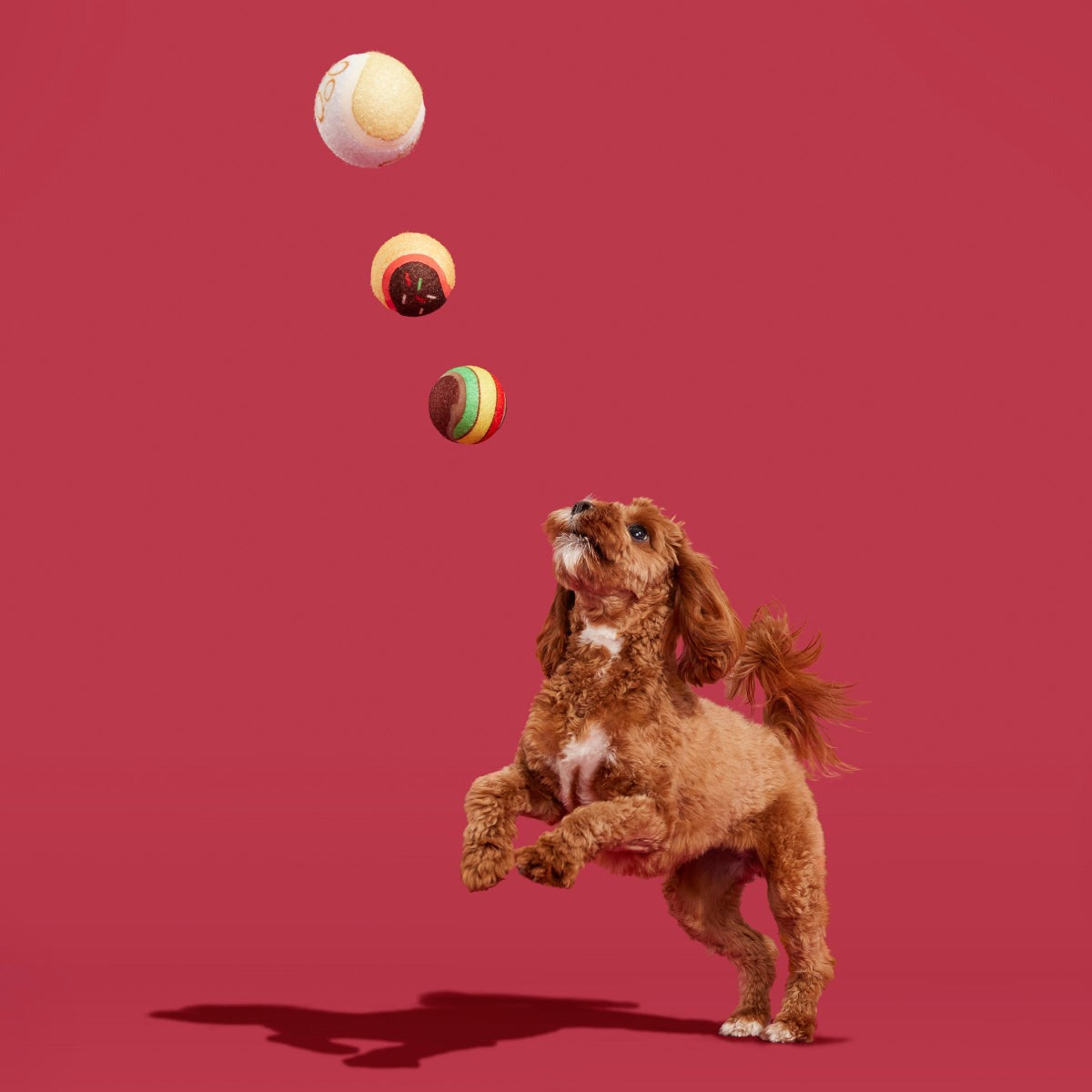 Ballscoti Cookies Plush Multi-Part Fetch Dog Toy