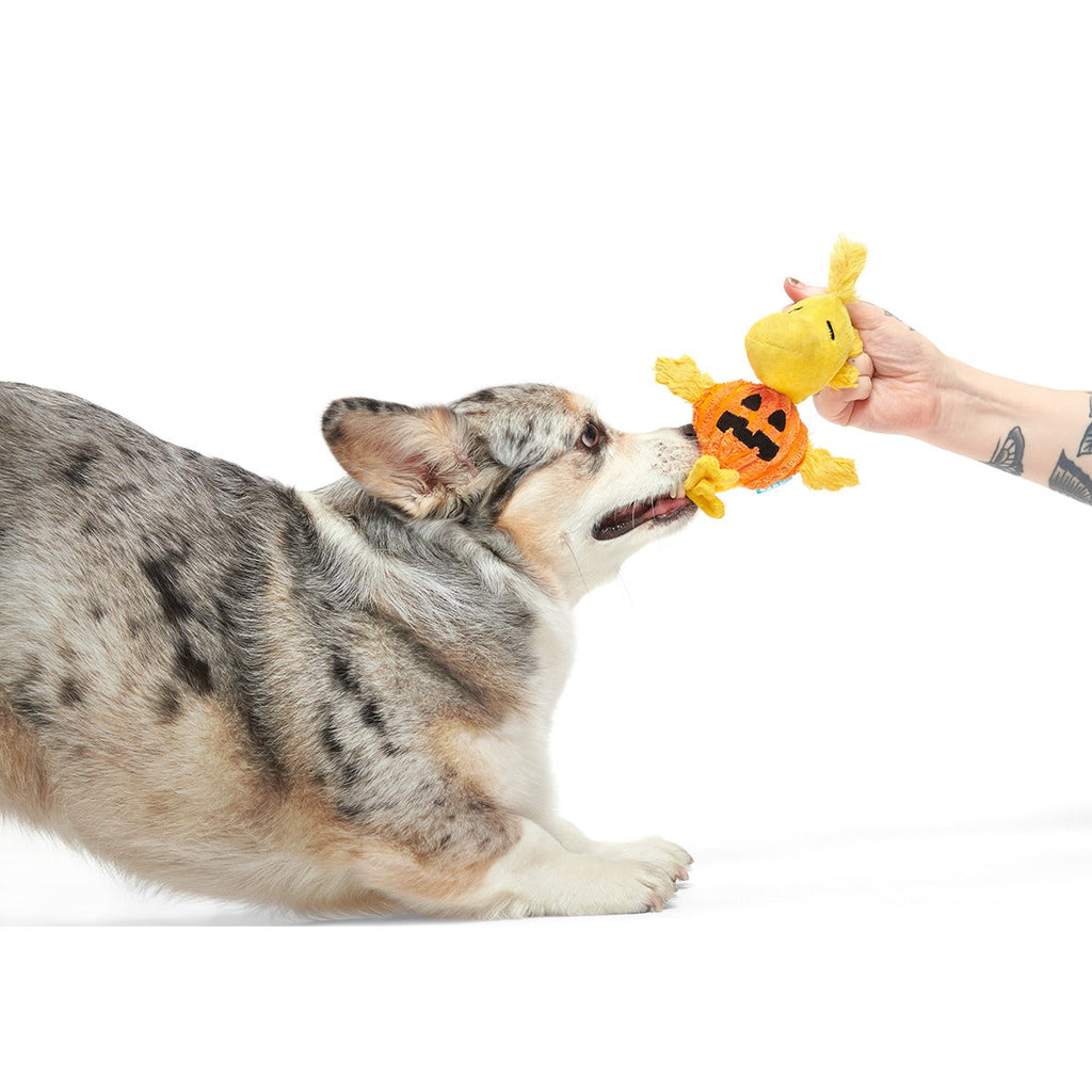 Trick-Or-Tweet Plush Tug Dog Toy