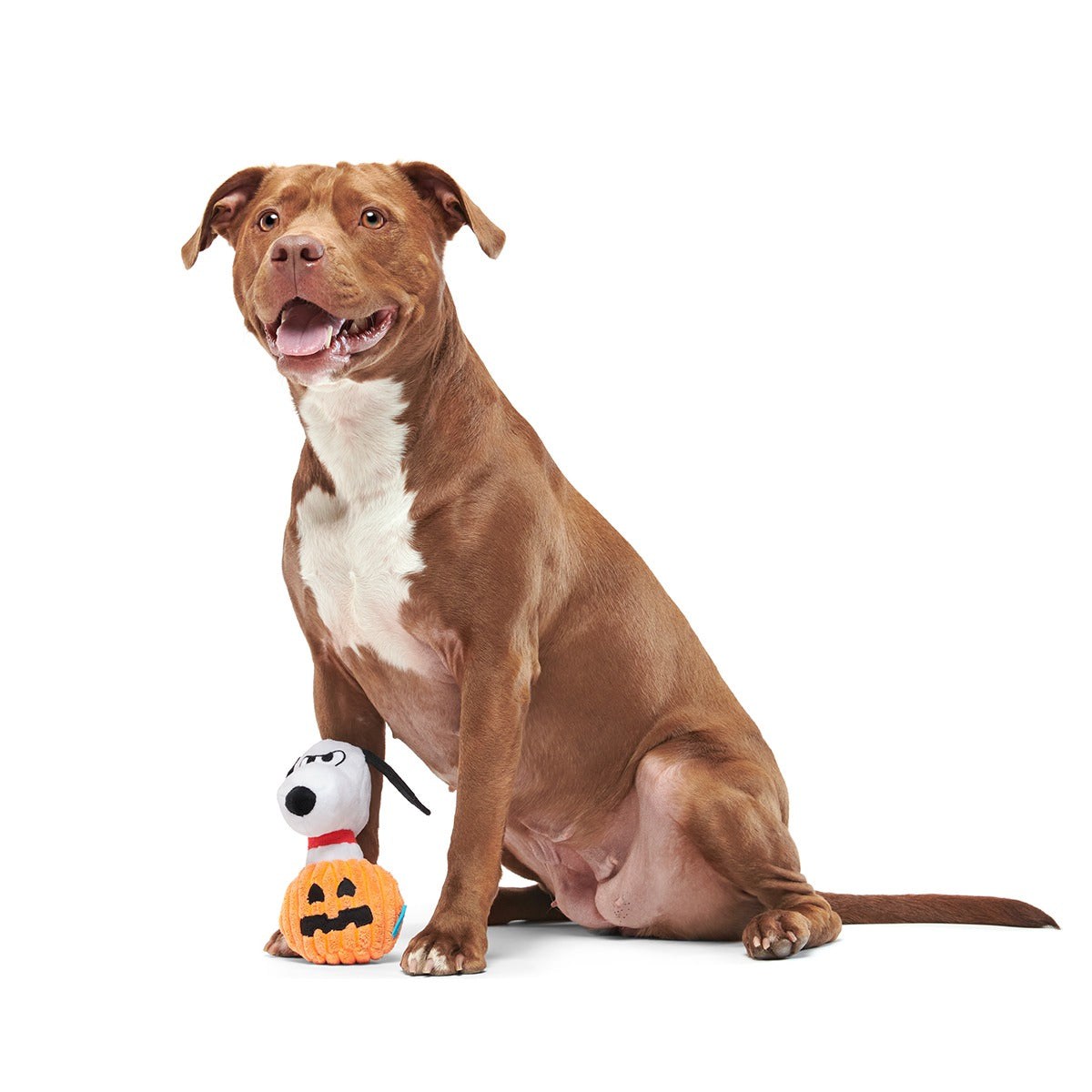 The Amazing BatDog Plush Tug Dog Toy