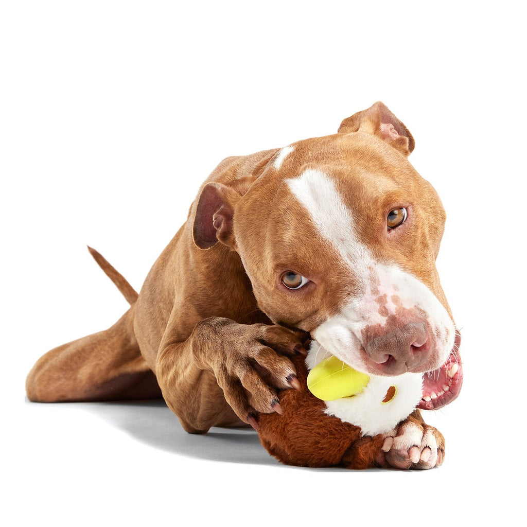 Rock Creek Eagle Super Chewer Durable 2-in-1 + Enrichment Dog Toy