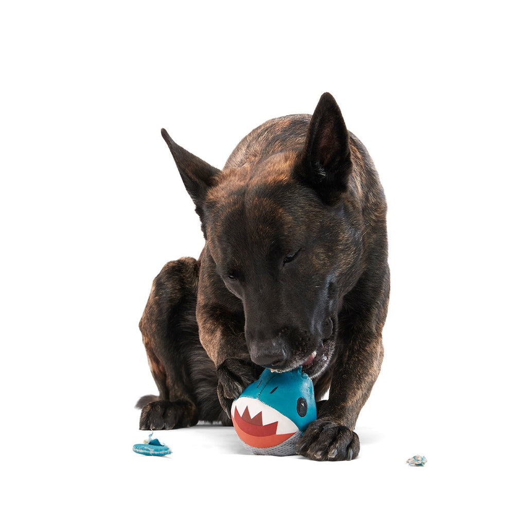Great White Dwight Super Chewer Durable 2-in-1 + Fetch Dog Toy