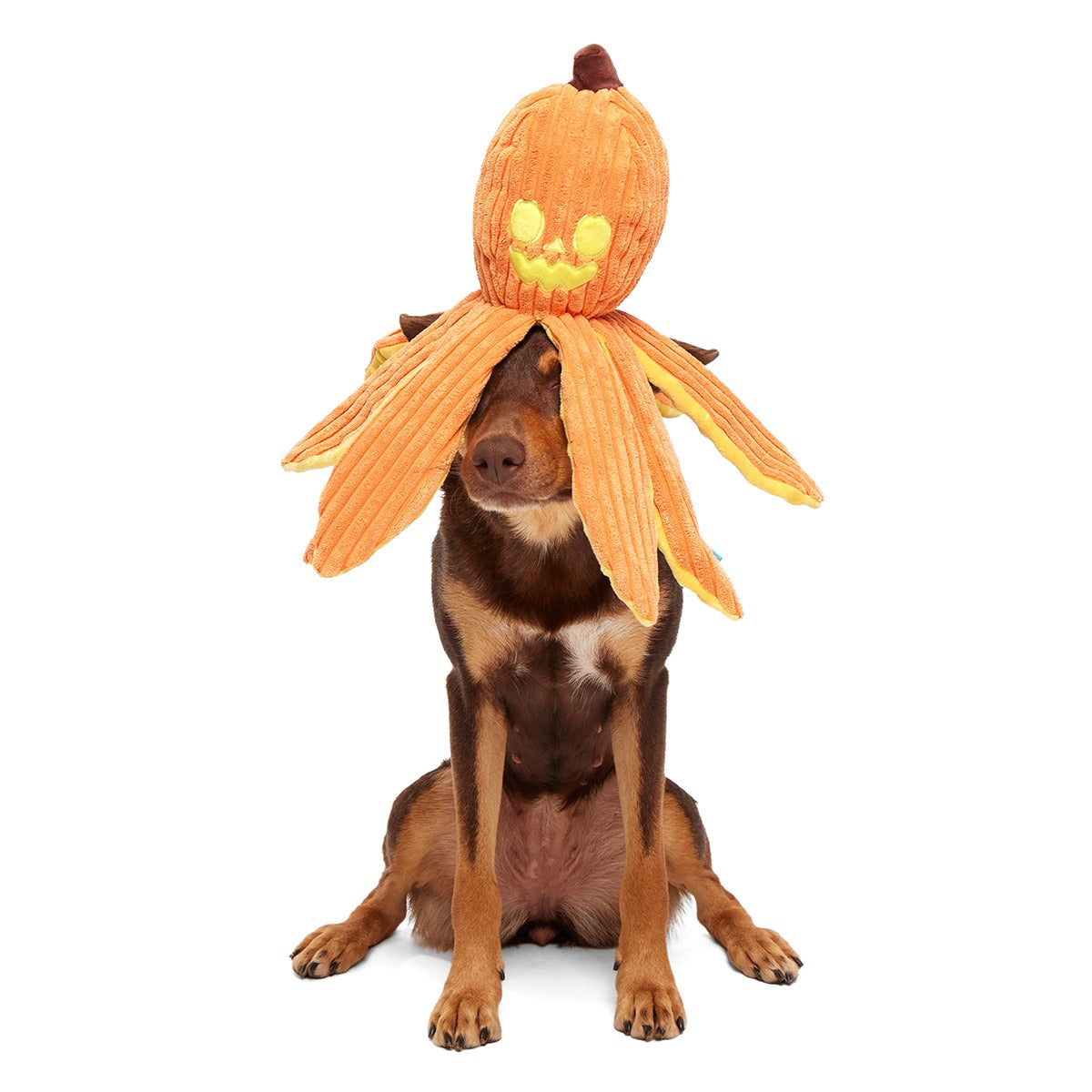 Jack-Ollie Lantern Plush Tug Dog Toy